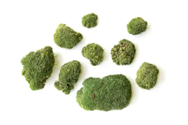 Set of fragments of forest moss.