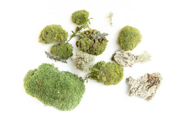 istock Green moss and elements of forest vegetation isolated on white  background. 1221880219