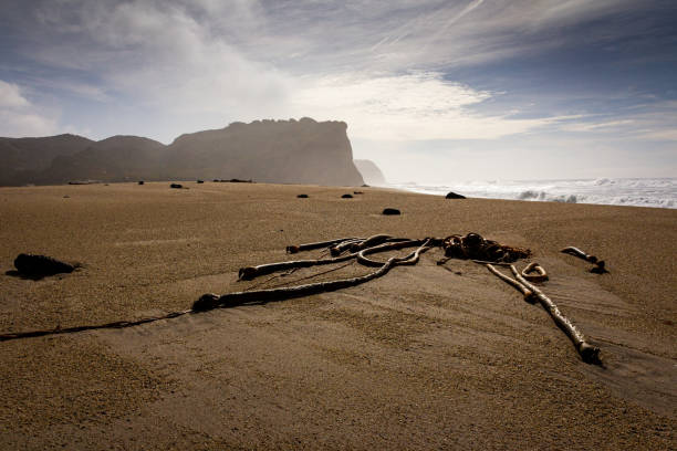 beach and cliffs at scott creek beach, davenport, california - wouter imagens e fotografias de stock