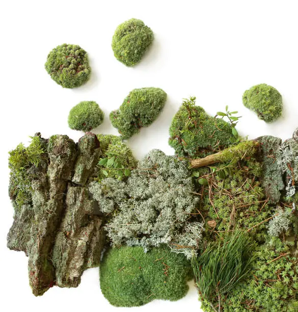 Set of fragments of forest moss, lichen, wood, bark, twigs.