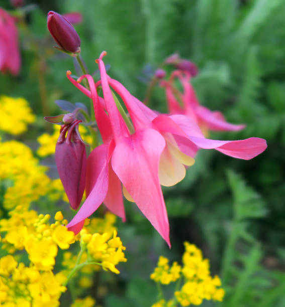 istock Pink columbine flower 1221880277