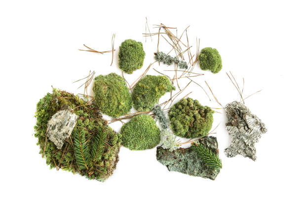 istock Green moss and elements of forest vegetation isolated on white  background. 1221880873