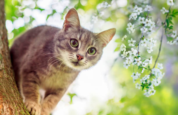 istock cute a striped kitten climbs among cherry branches blooming with white buds in a Sunny may garden 1221881634