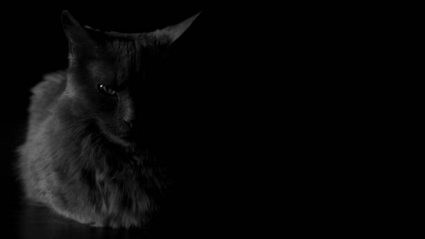 istock Black and white image of cat with copy space and black background 1221881797