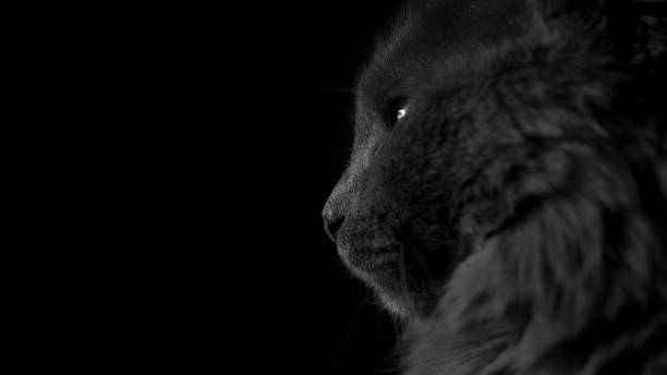 istock Black and white image of cat with copy space and black background 1221881800