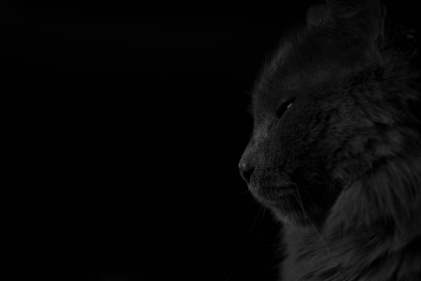 istock Black and white image of cat with copy space and black background 1221881805