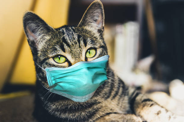 istock Cat in a protective mask. Stay home COVID-19 virus concept 1221881957