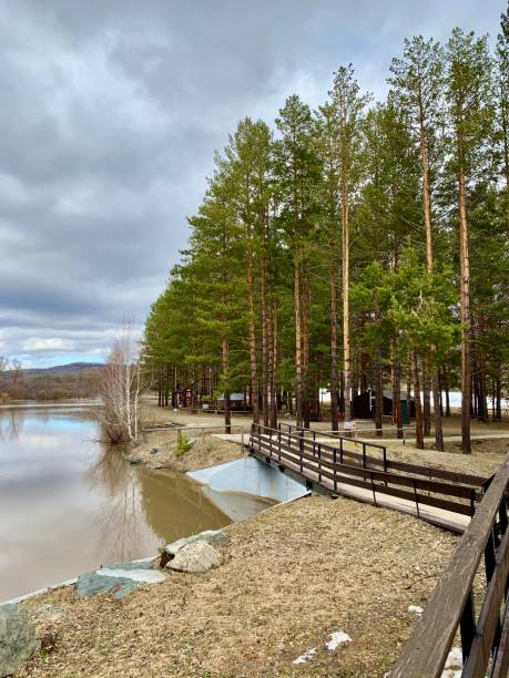 istock Edge of a magical pine forest in early spring 1221883005
