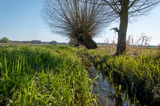 Ditch and willow tree in the wet meadows of the Bünde district of Hüffen in East Westphalia.