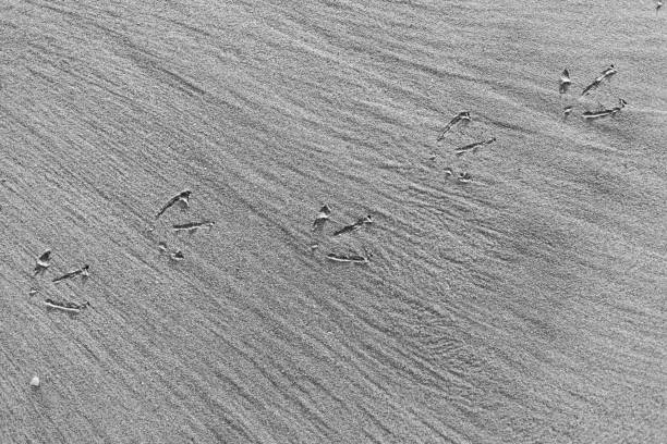 istock bird tracks forming a path in the sand on the beach 1221884203