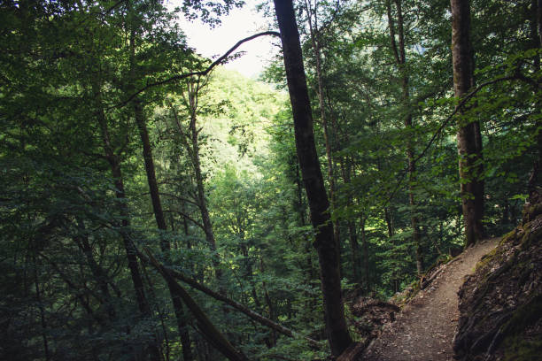 probably, almost all of us were in the forest, or at least in the Park,when the sun just wakes up,a new, clean day comes to us and for those who are not too lazy to get up early, this day will be filled with freshness and good mood.it's a magical time of day