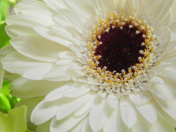 Flower Beautiful white flower white gerbera daisy stock pictures, royalty-free photos & images