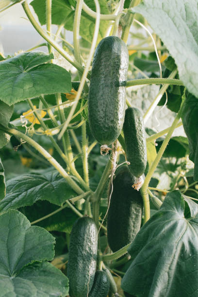 istock Mature green cucumbers hang on a whip. 1221885025