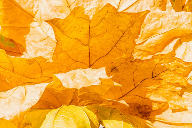 istock Bright background from close up yellow autumn leaves bouquet 1221885890