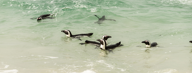 Boulders Beach Jackass Penguin colony, Simonstown in South Africa