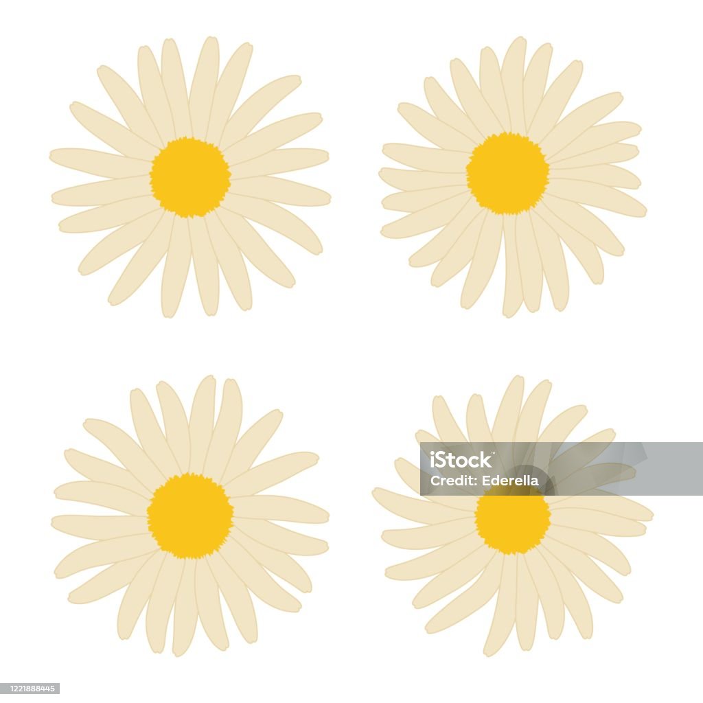 Camomile Bộ Hoa Cúc Mắt Bò Được Phân Lập Trên Màu Trắng Hình minh ...