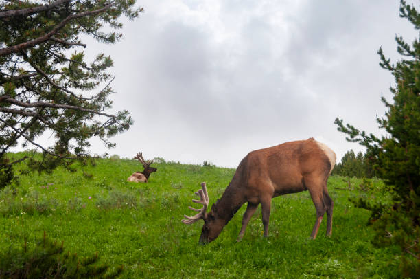 istock Elk grazing  in Yellowstone National Park. 1221888514