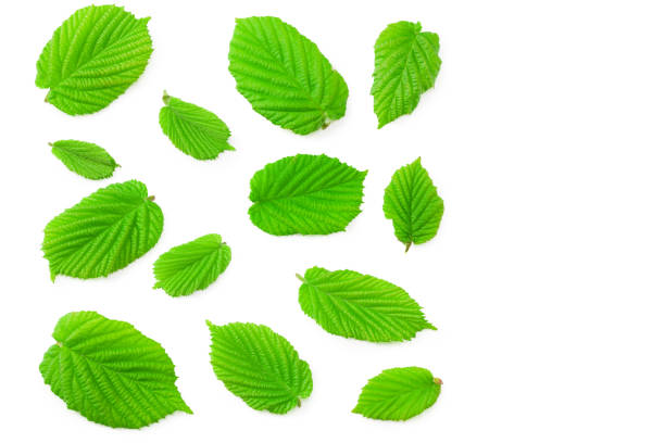 istock hazelnut leaves isolated on a white background. top view 1221890226