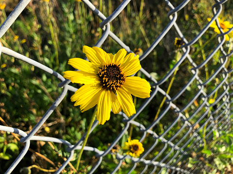 Yellow flower peaks thru wire fence.