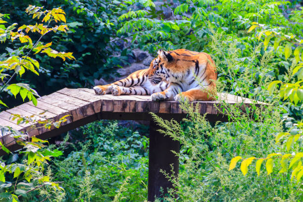 istock Portrait of a tiger (Panthera tigris) 1221890966