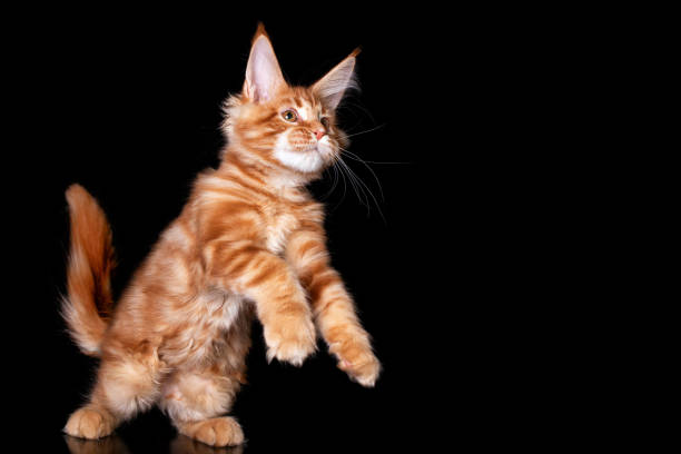 istock Red cute maine coon kitten on black background. 1221891128