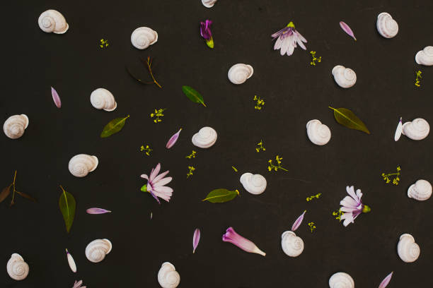istock White snails on black background with petals  and leaves background 1221891368