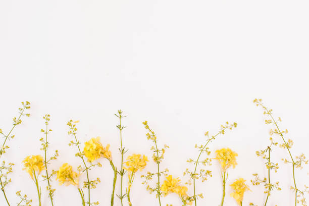 istock green and yellow flowers on white background. spring and summer background with frame and copy space. 1221891369