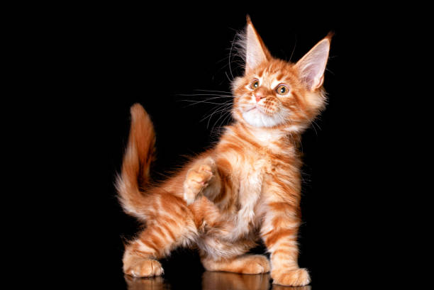 istock Red cute maine coon kitten on black background. 1221891567