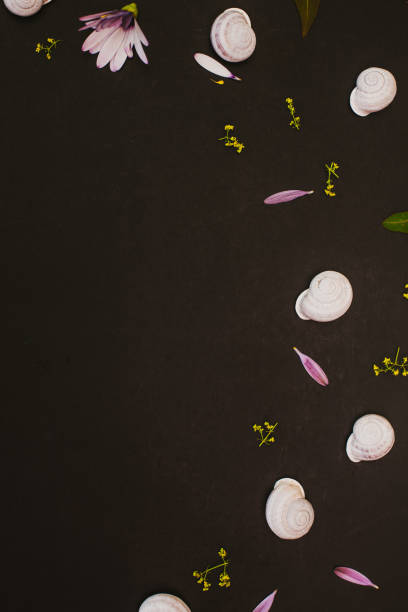 istock White snails on black background with petals  and leaves background 1221891573