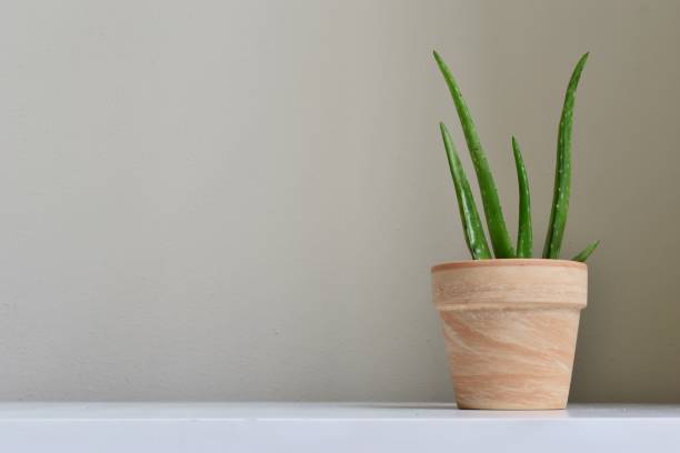 istock Aloe Vera plant 1221892504