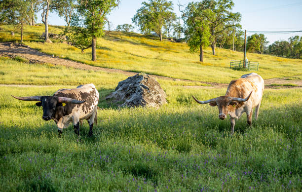 Cattle Ranch stock photo