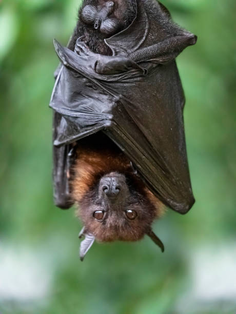 Fruit Bat or Magabat hanging on tree Megabats constitute the family Pteropodidae of the order Chiroptera (bats). They are also called fruit bats, Old World fruit bats, or especially the genera Acerodon and Pteropus - flying foxes. They are the only member of the superfamily Pteropodoidea, which is one of two superfamilies in the suborder Yinpterochiroptera. fruit bat stock pictures, royalty-free photos & images