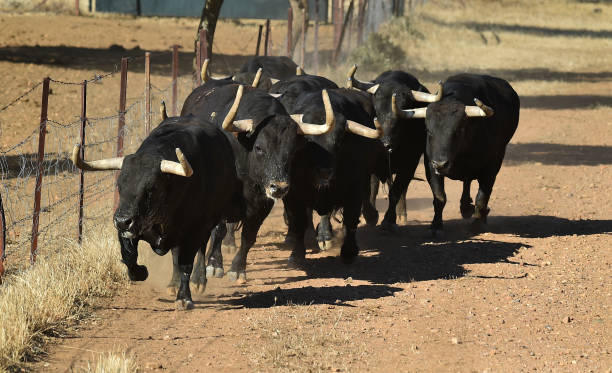 istock Groups of strong bulls 1221897718