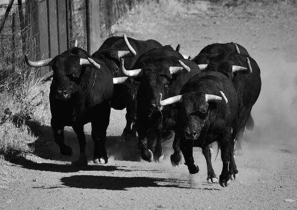 istock Groups of strong bulls 1221898356