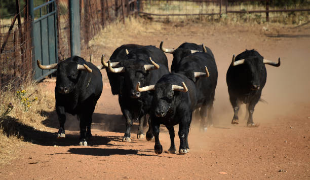 istock Groups of strong bulls 1221898364