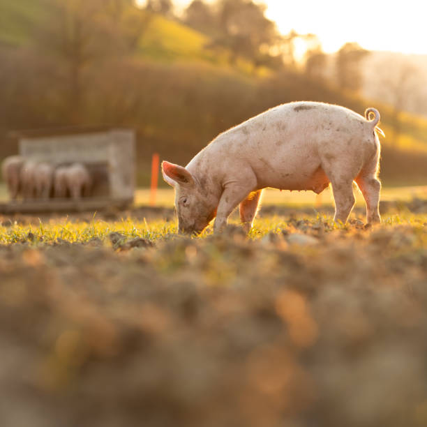 Pigs eating on a meadow in an organic meat farm Pigs eating on a meadow in an organic meat farm - wide angle lens shot sow pig stock pictures, royalty-free photos & images