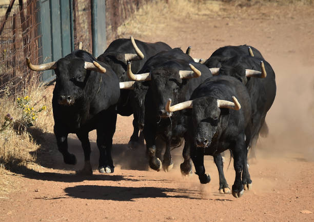 istock A group of spanish bull 1221901282
