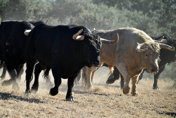 istock A group of spanish bull 1221901287