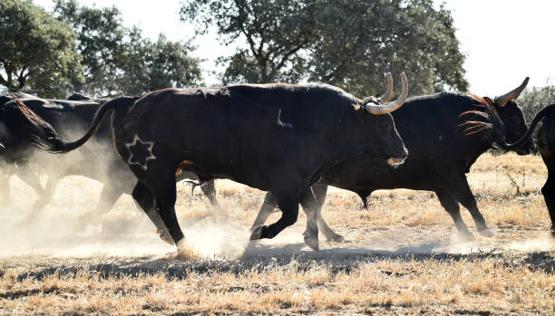 istock A group of spanish bull 1221901306
