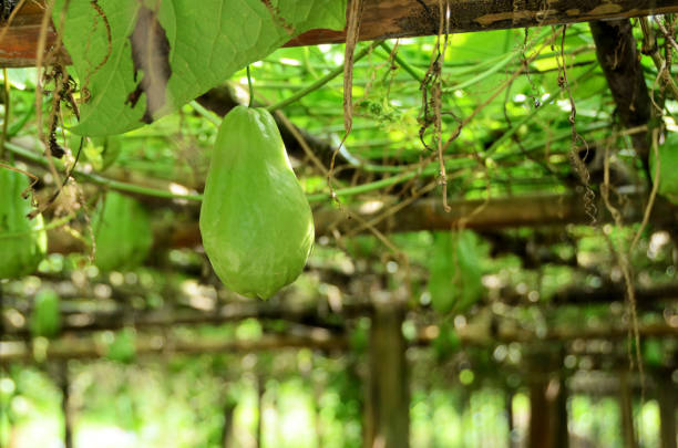 chayote ( chayote ) - sechium edule zdjęcia i obrazy z banku zdjęć