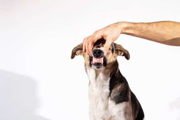 istock Faceless person hand looking at dog teeth 1221902553