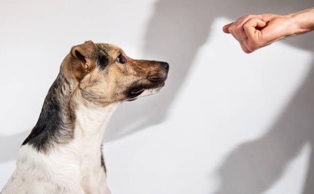 istock Sheperd looking on man clenched fist on white background 1221902565