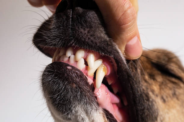 istock Faceless person hand looking at dog teeth 1221902567