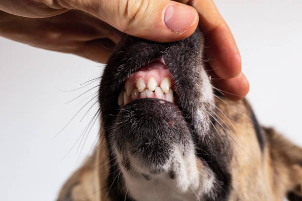 istock Faceless person hand looking at dog teeth 1221902568