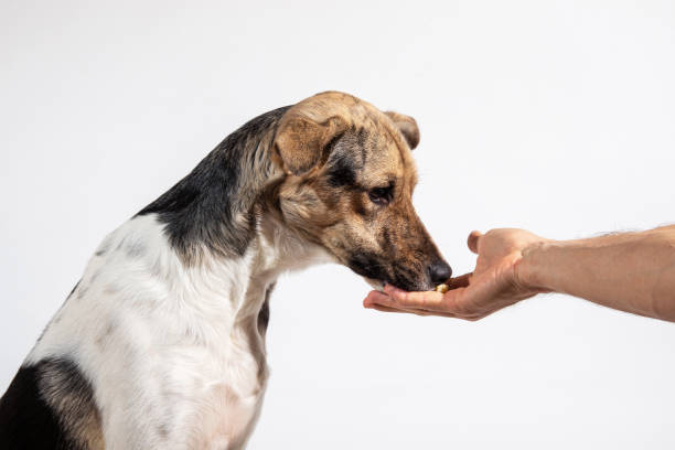 istock Human hand feeding th dog on gray background 1221902570