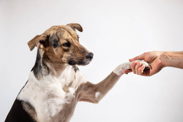 istock Dog paw and human hand doing a handshake 1221902573
