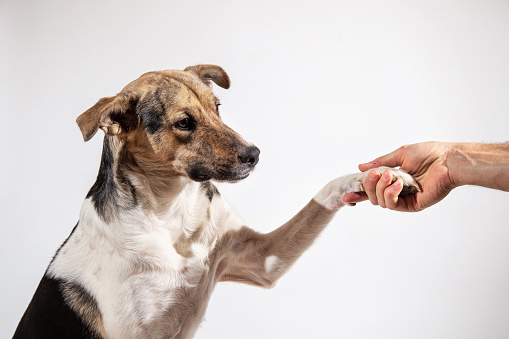 Side view Dog paw and human hand doing a handshake on gray background
