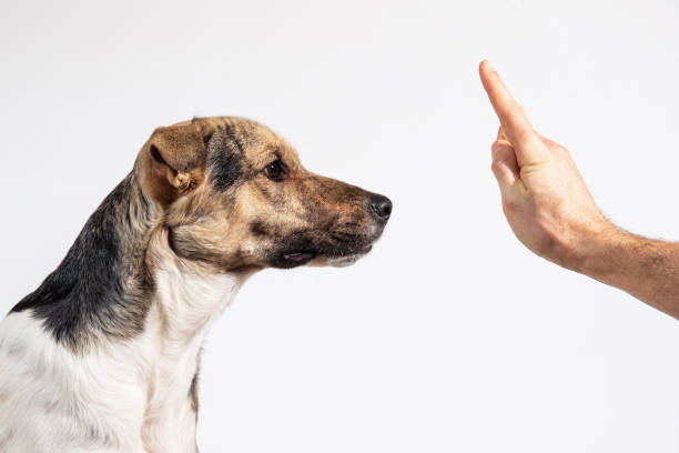 istock Dog and human hand on gray background 1221902578