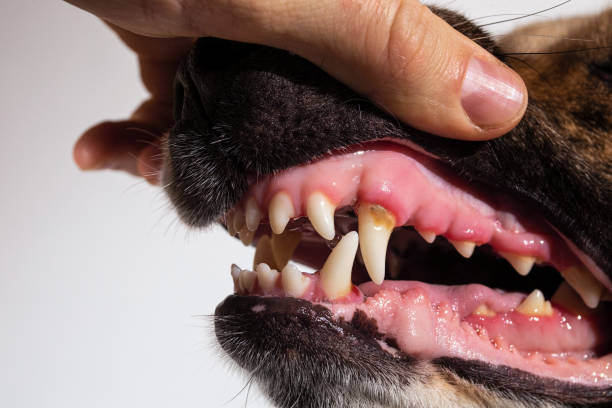 istock Faceless person hand looking at dog teeth 1221902579