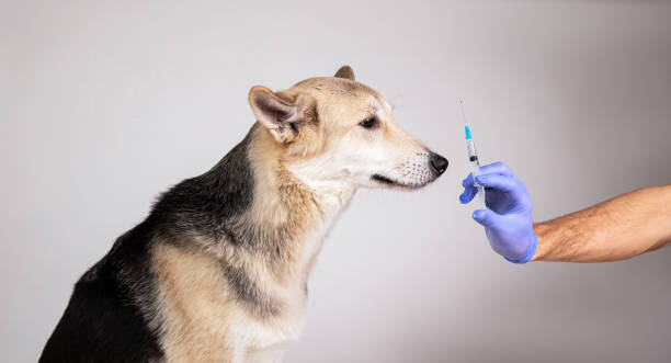 istock dog vaccination with a syringe on gray background 1221902582